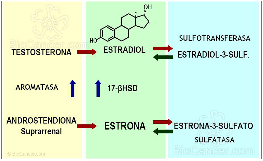 Enzimas clave en la producción extraovárica de estradiol