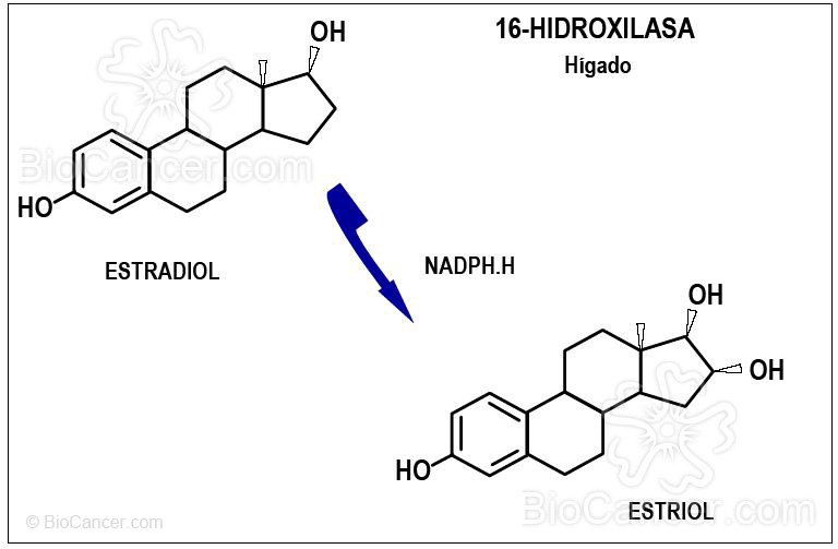 Síntesis de estriol