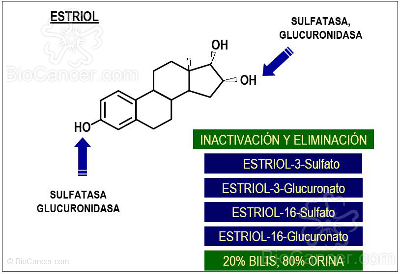 Degradación у eliminación de estrógenos por la vía del estriol