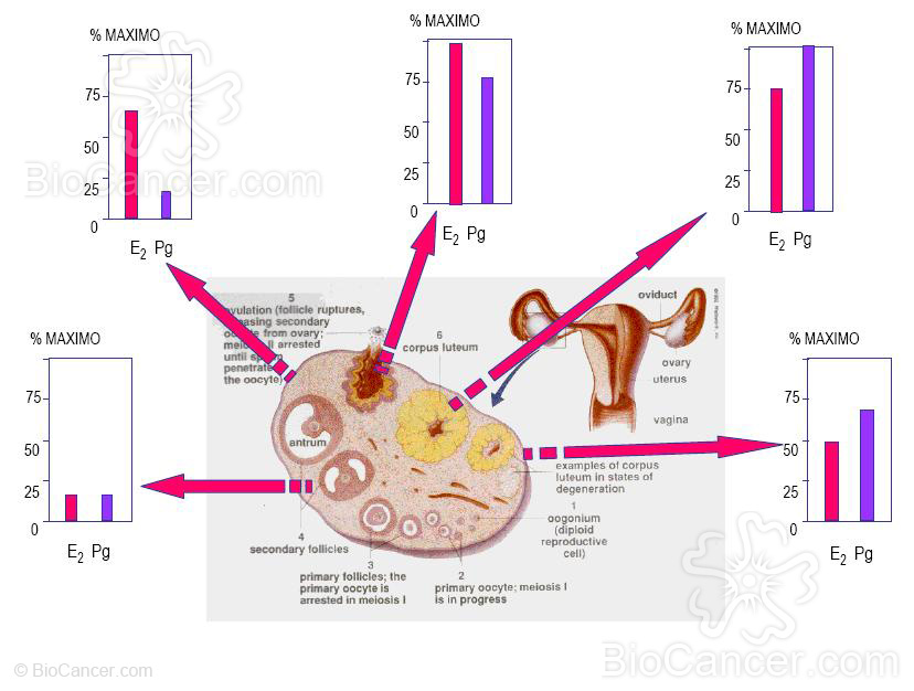 Variaciones relativas en la secreción de estrógenos y progesterona durante el ciclo ovárico