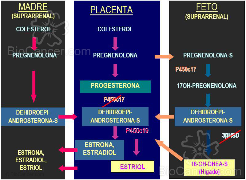 Síntesis placentaria de estrógenos