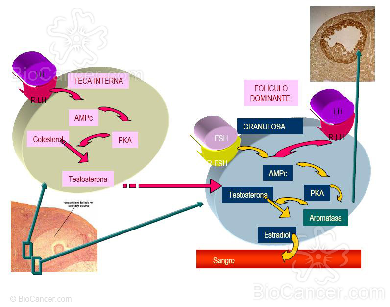 Teoría de las dos células en la síntesis de hormonas ováricas