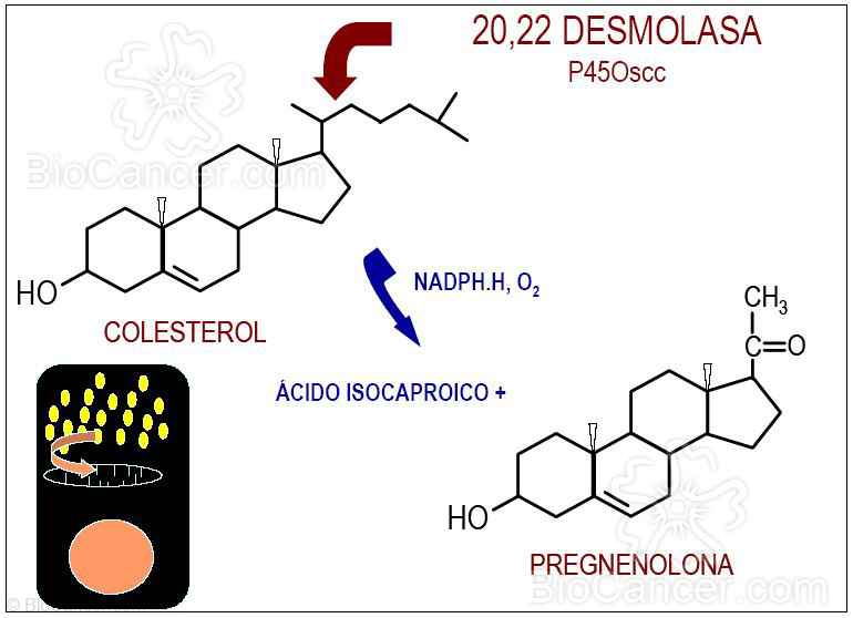 Rotura de la cadena lateral del colesterol