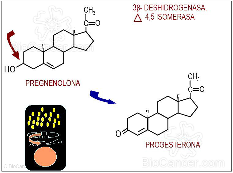 La 3B-oxidacion de los esteroides (I)