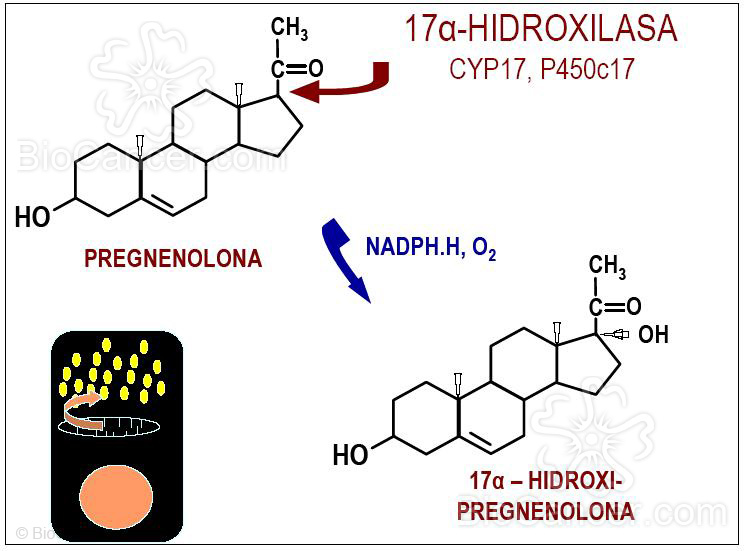 La 17 a-hidroxilacicn de los esteroides c-21 (I)