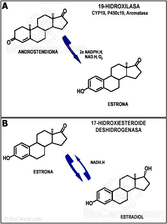 (panel A) Síntesis de estrona (I), (panel B) Síntesis de estrona (II)