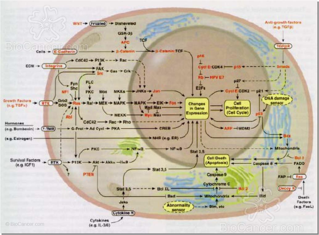 Visión integrada de los diferentes circuitos funcionales mostrando las interconexiones
         que relacionan las vías de señalización celular para los estímulos proliferativos, con las señales que
         mantienen a la célula en un estado de quiescencia permitiendo su supervivencia, con señales que permiten
         la comunicación con las células de su ambiente tisular, y con vínculos hacia rutas responsables de inducir
         la diferenciación celular. Como puede observarse, el resultado del conjunto de señales que convergen sobre
         una misma célula deben ser canalizadas finalmente hacia la maquinaria de control del ciclo celular