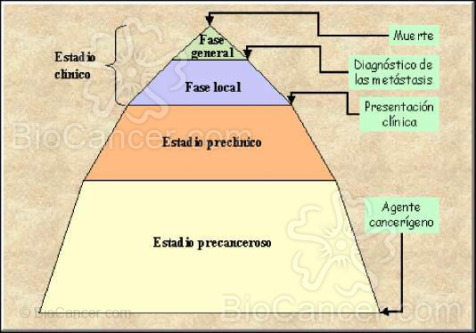 Representación esquemática de la evolución espontánea de un cáncer estándar