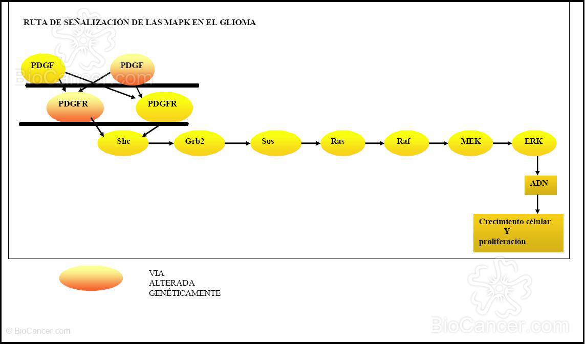 Tanto la mutación en el factor de proliferación de la glia (PDGF) como en su receptor, son causantes de glioma