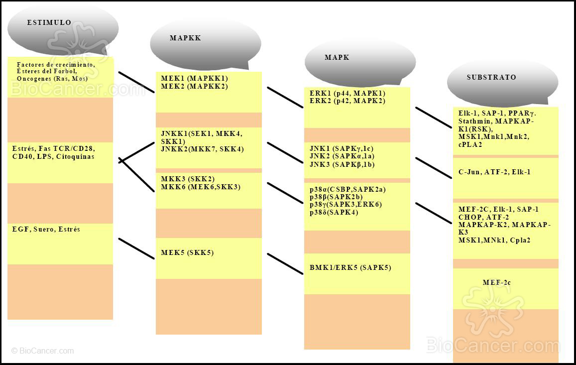 Vías de regulación y cascadas de MAPK