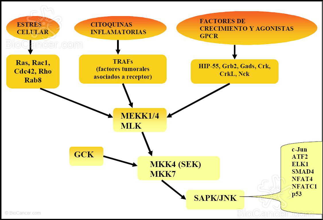 Rutas relacionas con JNK