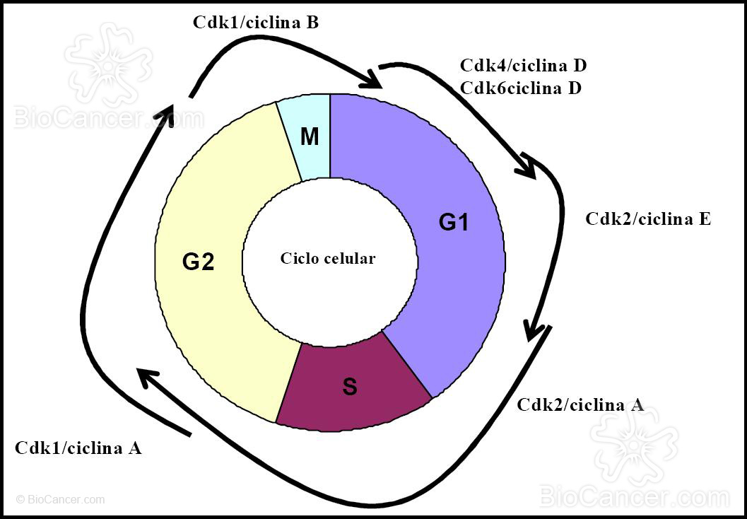 Ciclo celular y puntos de control o checkpoints