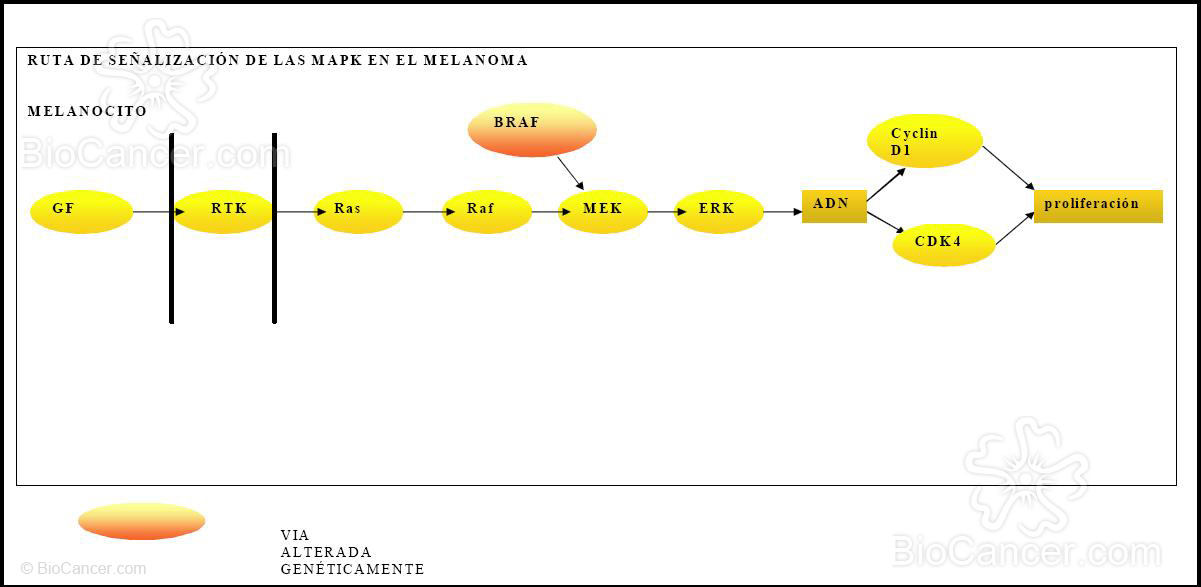 La alteración en b-Raf es una de las principales causas del melanoma