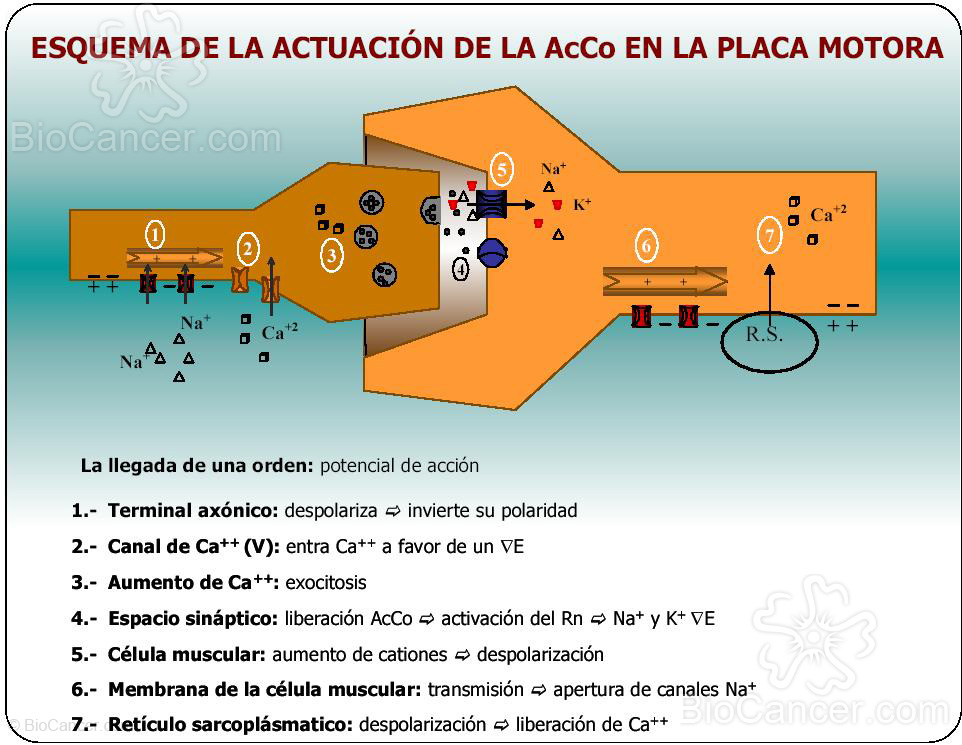 ESQUEMA DE LA ACTUACIÓN DE LA AcCo EN LA PLACA MOTORA