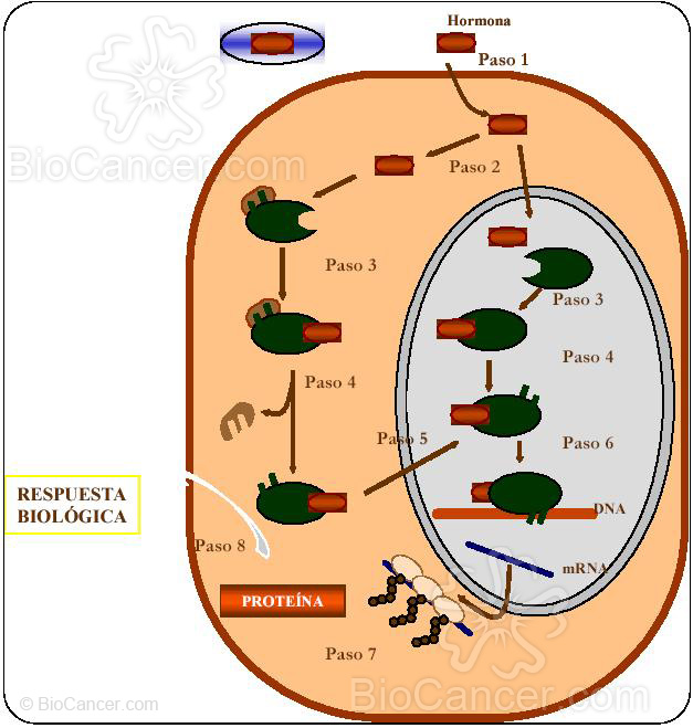 ESQUEMA DE SEÑALIZACIACIÓN MEDIANTE RECEPTORES INTRACELULARES