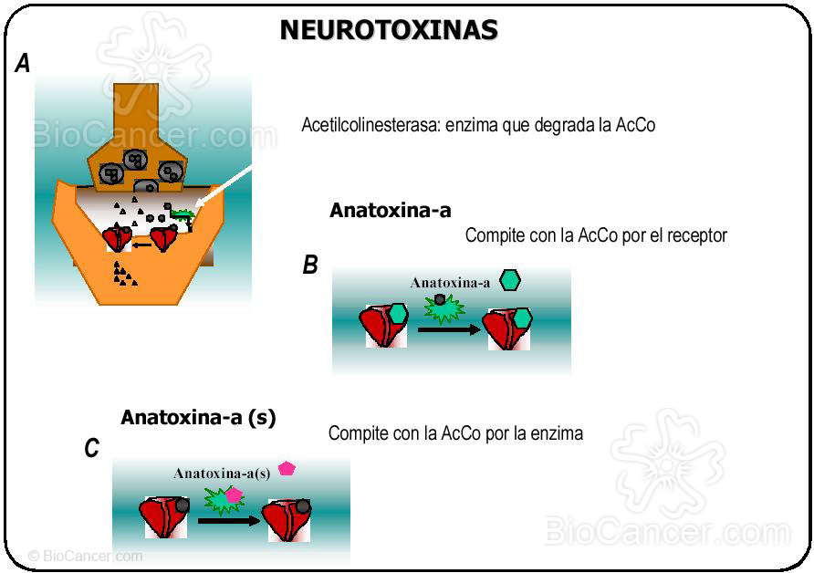 NEUROTOXINAS