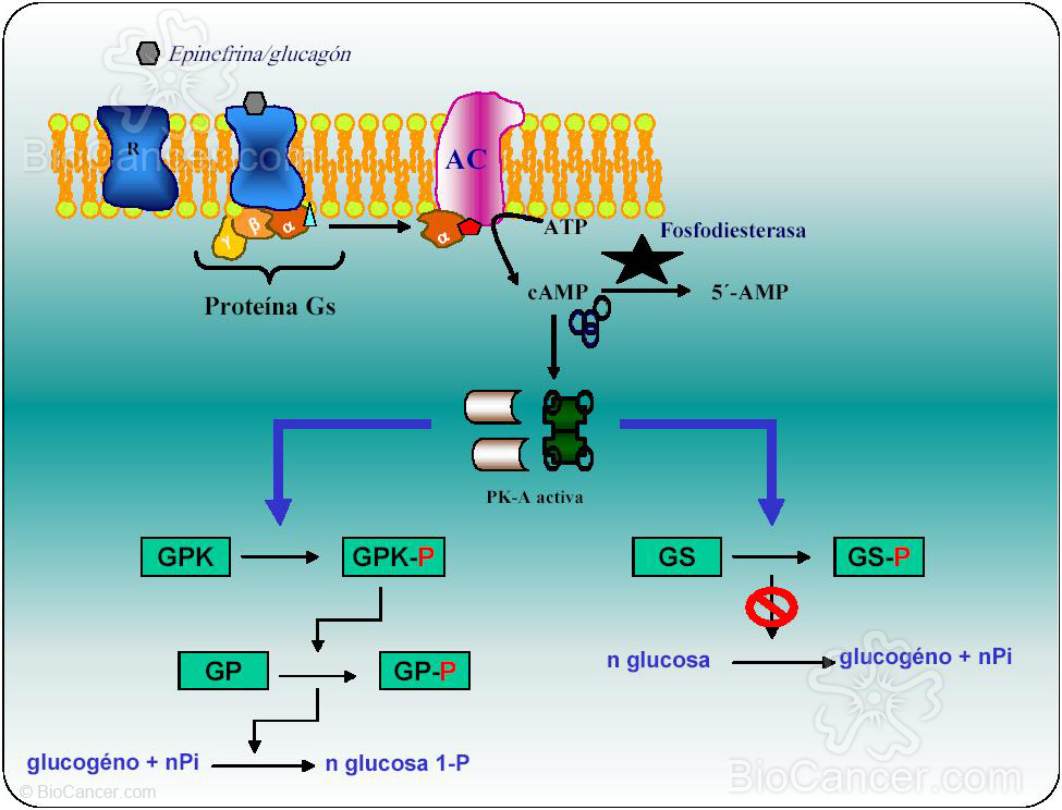 PROTEÍNAS KINASAS DEPENDIENTES DE AMPc