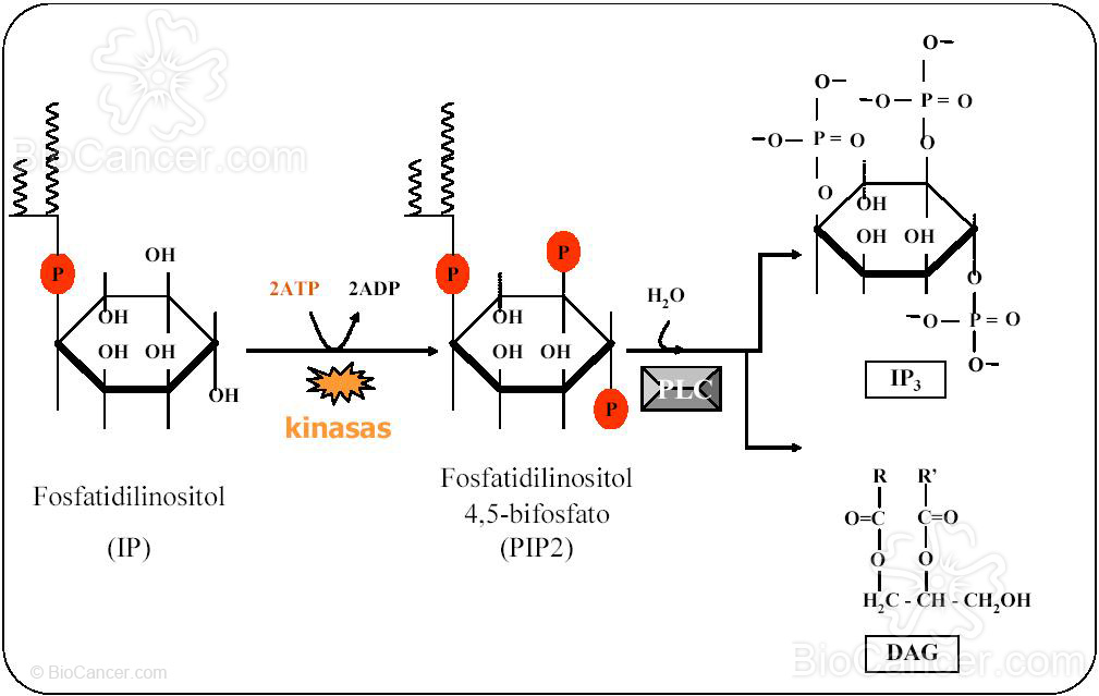 FOSFOLÍPIDOS DE INOSITOL MODIFICADOS POR KINASAS