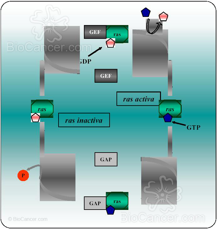 REGULACIÓN DE LA ACTIVIDAD DE LA GTPasa RAS