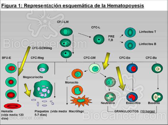 Representación esquemática de la Hematopoyesis 