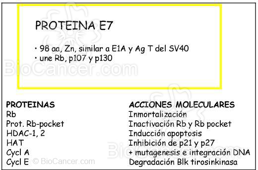 Principios generales del cáncer Virus y Cáncer Virus Del Papiloma Humano  Mecanismos Oncogénicos