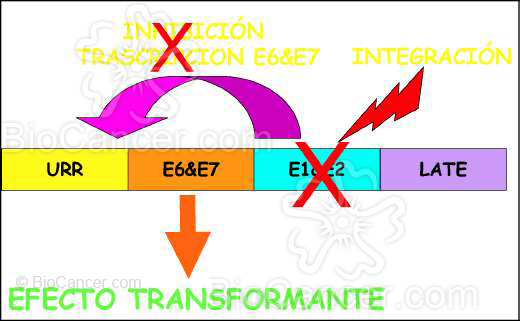 Principios generales del cáncer Virus y Cáncer Virus Del Papiloma Humano  Mecanismos Oncogénicos