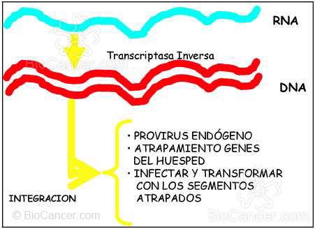 Principios generales del cáncer Virus y Cáncer Retrovirus