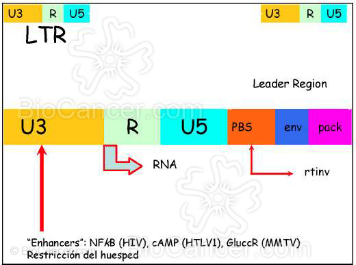 Principios generales del cáncer Virus y Cáncer Retrovirus Estructura Génica
