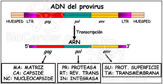 Principios generales del cáncer Virus y Cáncer Retrovirus Estructura Génica