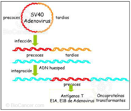 Principios generales del cáncer Virus y Cáncer Virus De Adn Y Mecanismos De Acción