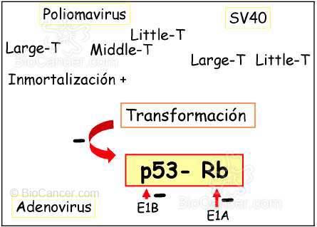 Principios generales del cáncer Virus y Cáncer Virus De Adn Y Mecanismos De Acción