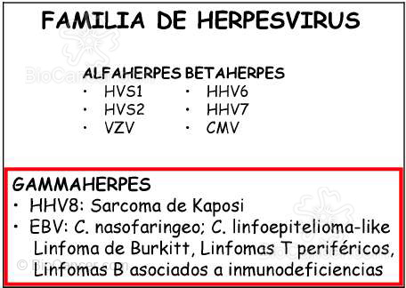 Principios generales del cáncer Virus y Cáncer Familia De Herpesvirus