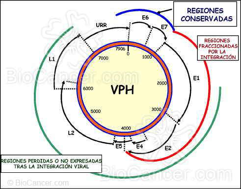 Principios generales del cáncer › Virus y Cáncer › 4. Virus Del Papiloma Humano Estructura Génica 