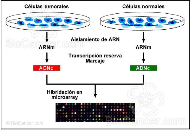 Elaboración de microarrays