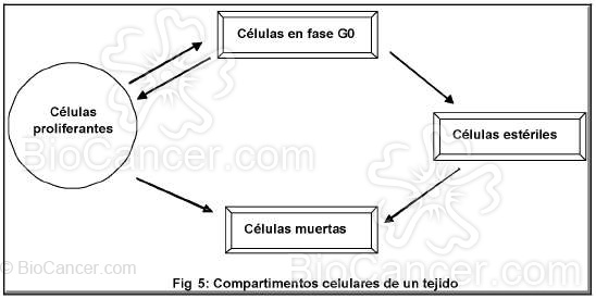 Principios generales del cáncer › Proliferación tumoral › 2. Cinética Tumoral. Cjmpartimentos celulares de un tijido