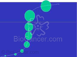 Principios generales del cáncer Proliferación tumoral Cinética Tumoral Modelos De Crecimiento En el modelo gompertziano