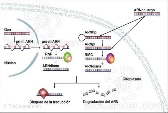 ARN de interferencia