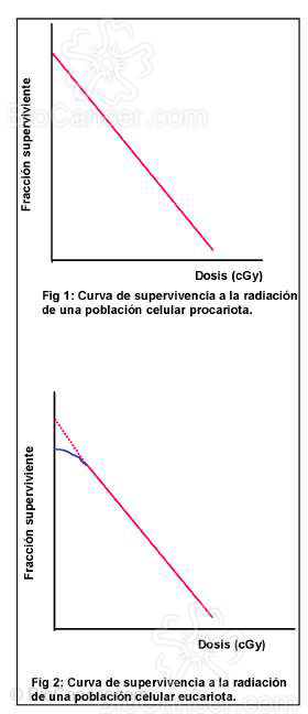  Curva de supervivencia a la radiacion de una probacion celular procariota/eucariota