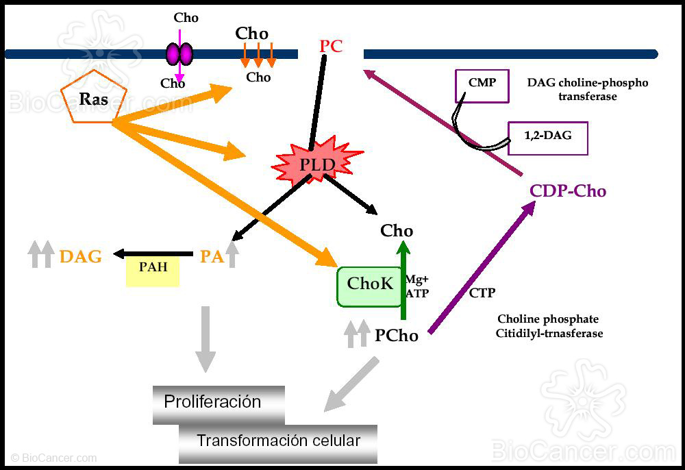 Modulación del metabolismo de PC por proteínas Ras