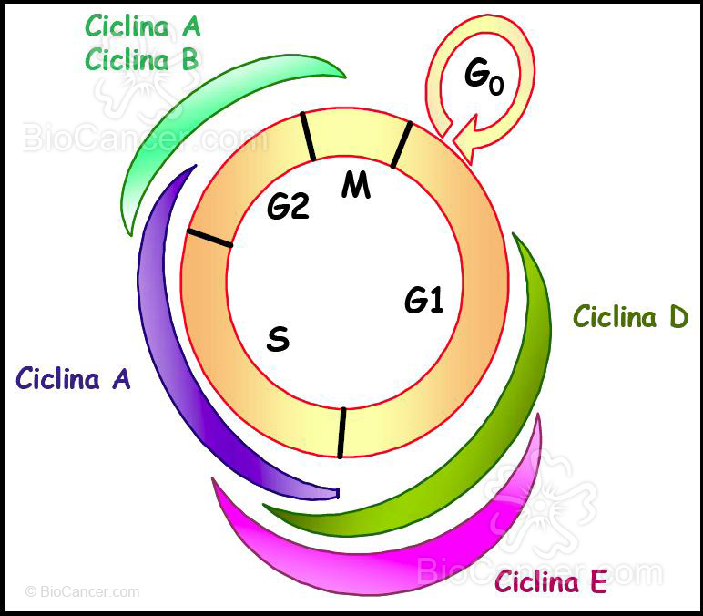 Las ciclinas son proteínas sintetizadas durante la interfase y destruidas al final de la mitosis de cada ciclo