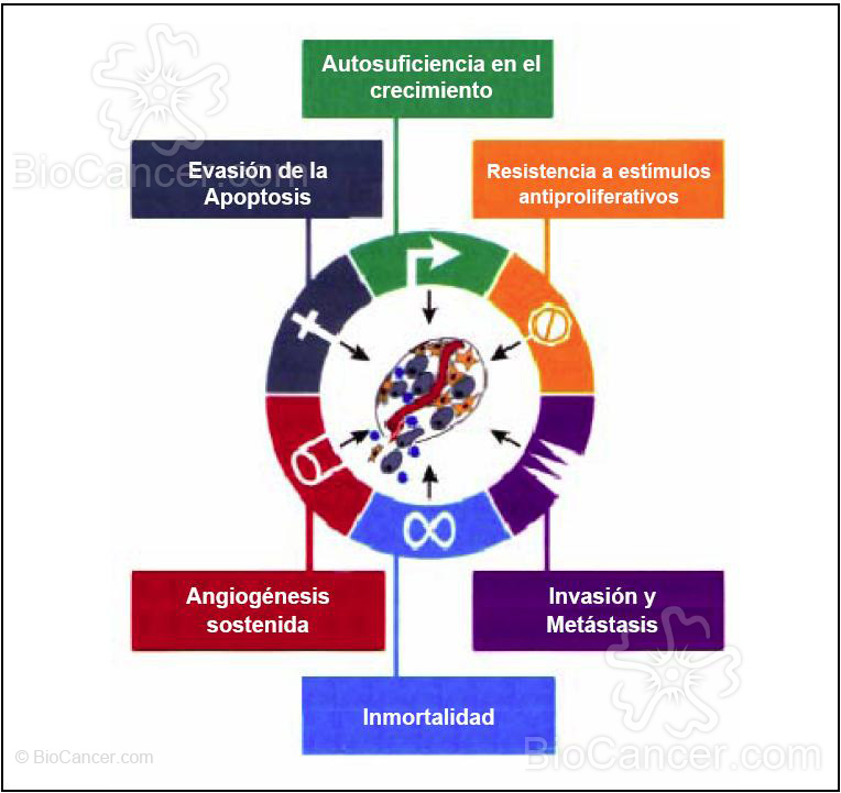 Las capacidades que adquieren las células para el desarrollo
         de la enfermedad (Hanahan y Weinberg, 2000)