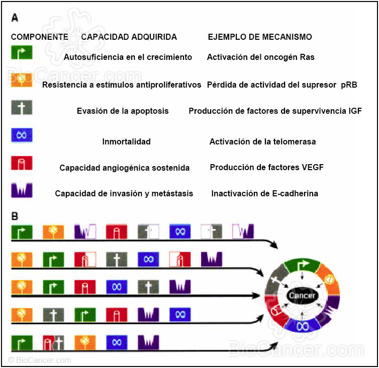 Las pautas seguidas por las células hasta desarrollar la enfermedad pueden ser
         el resultado de un proceso con múltiples combinaciones posibles