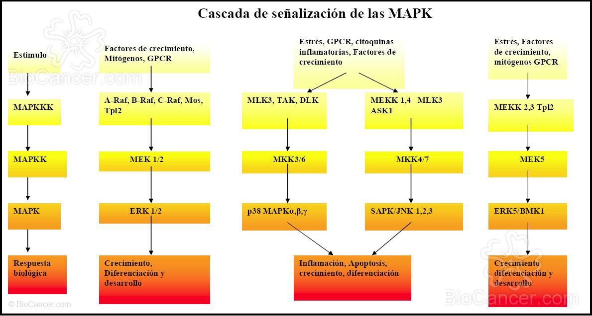 Cascada de señalización MAPK