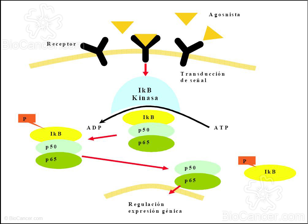 Activación del NF-kB dependiente de receptor