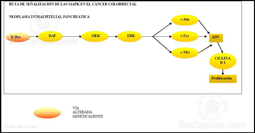 Ruta de señalización de las MAPK alterada en el cáncer de colon en la que está implicada las proteínas MEK